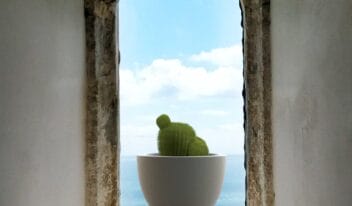 51c-qeeboo-turtle-carry-planter-and-champagne-cooler-by-marcantonio