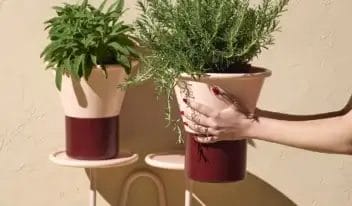 mimosa-vaso-h25-08