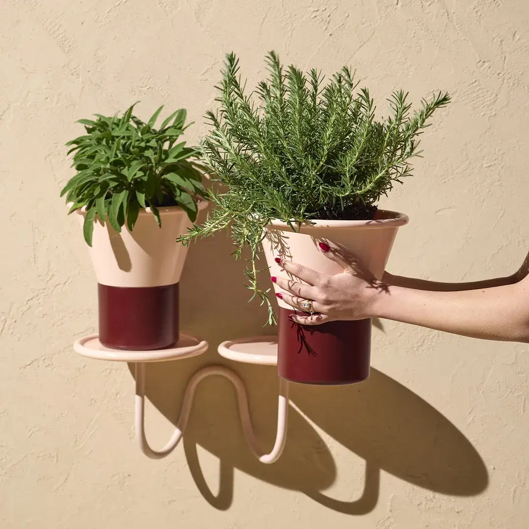 mimosa-vaso-h25-08